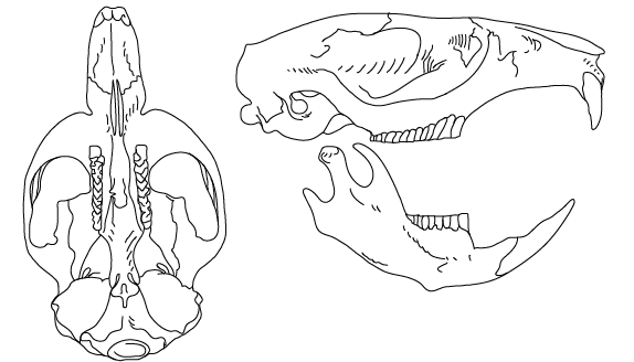 Отряд зайцеобразные череп. Зубная система насекомоядных млекопитающих. Зайцеобразные череп череп. Зайцеобразные зубная система. Зубная формула насекомоядных